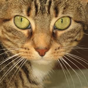 Meet your Posher, Randi